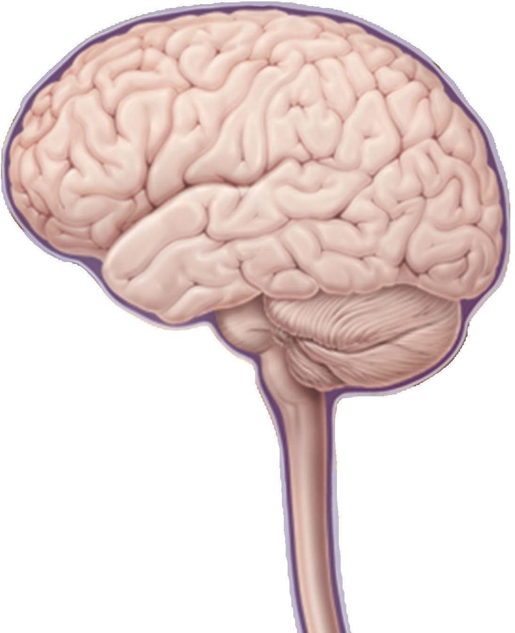 Understanding the symptoms of GBM (continued) Frontal Lobe 6,7 : Responsible for reasoning, planning, judgment, emotions, parts of speech, movement, problem-solving, memory, personality, behavior,