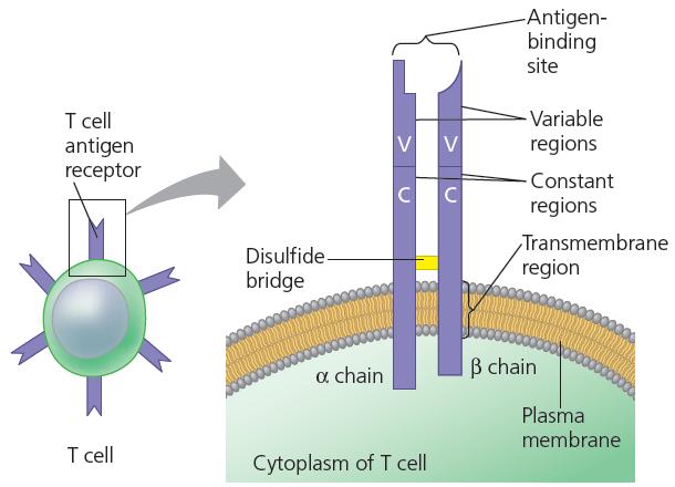 T Cells The receptor: alpha and beta chain are connected by disulfide bridges T cells are able to recognize fragments of antigens that are