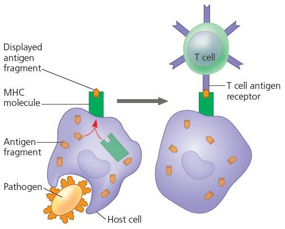 Cells infected by the pathogen or cells responsible for killing the pathogen will present fragments of the pathogen onto its cell surface