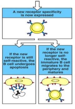2) Removal of Self-Reactive Lymphocytes Due to the random rearrangements, some lymphocytes may recognize antigens on the cell surface of host cells.