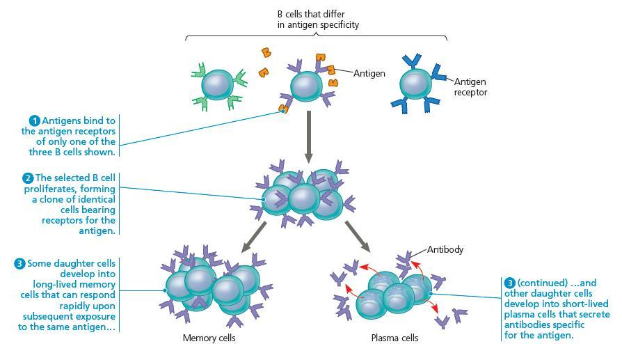 3) Clonal Selection of Lymphocytes When the pathogen comes in contact with the various lymphocytes, it will only bind to the one that have the specific receptor.