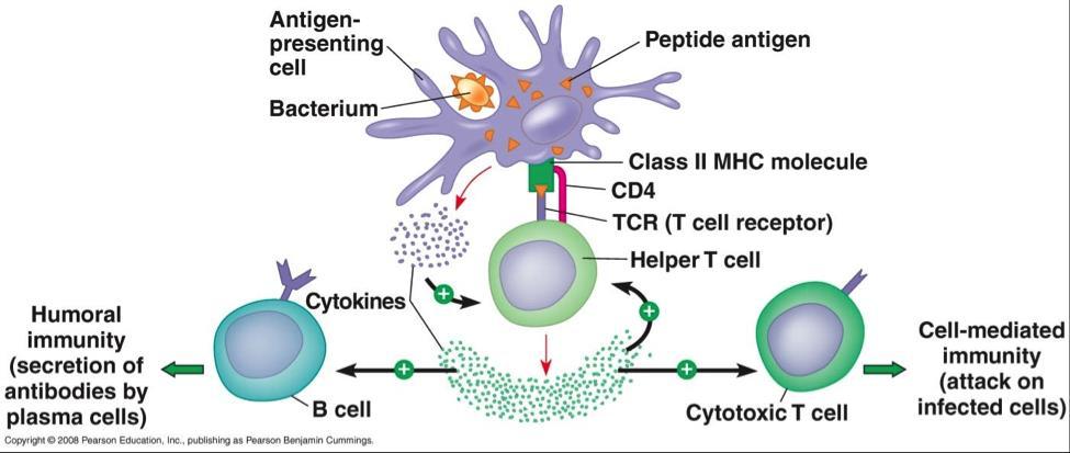 Helper T cells have surface proteins known as CD4 which allow it to bind to Class II MHC cells. Dendritic cells are required to trigger a primary immune response.