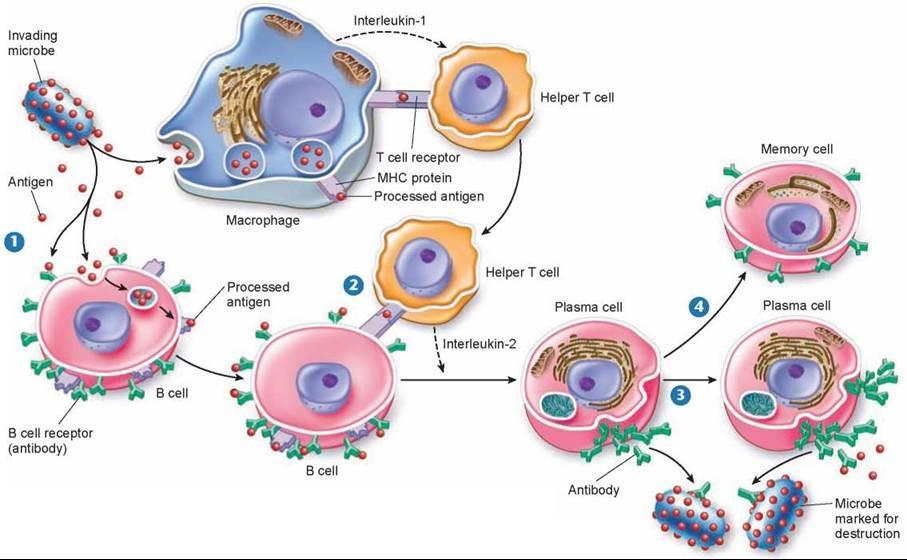 B cells (Humoral Response) Similar to the other dendritic cells, it is able to engulf an antigen, break it into fragments and present it on its cell surface receptors.