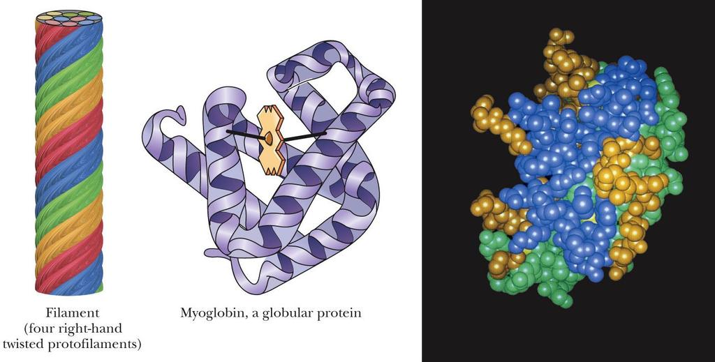 Globular Proteins Folded to, a more or less, spherical shape Soluble Polar vs.