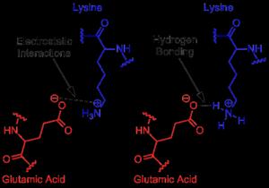 Shape determining forces Non-covalent interactions Hydrogen bonds: amino acids, aqueous medium