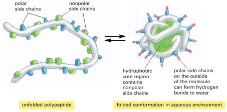 Hydrophobic interactions A system is more thermodynamically (energetically) stable when hydrophobic groups are clustered together rather than extended into the