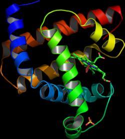 structure: the association of polypeptide chains into