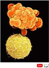 T Cells Cytotoxic T Cells (TC) Possess CD8 receptors on the surface. activated into cytotoxic T lymphocytes (CTL).