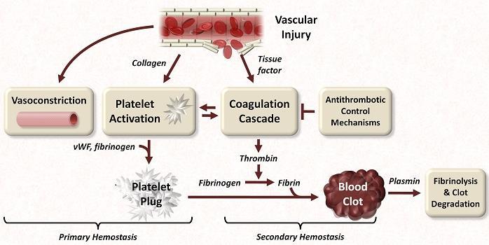 Major components of haemostasis