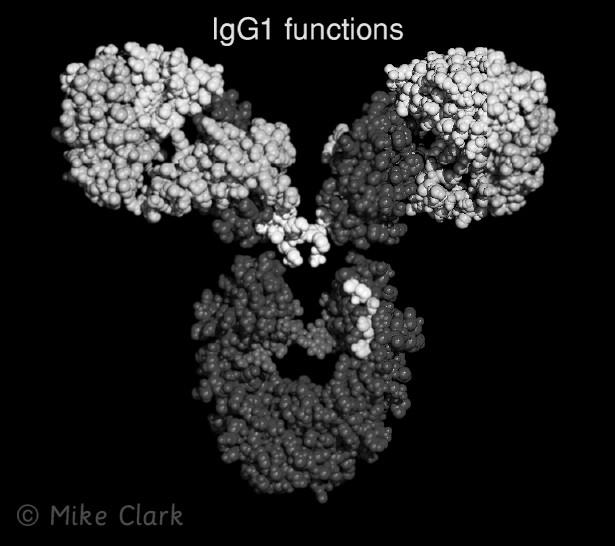 Functions of Ig Isotypes Functional Sites on the IgG Molecule V H Biology of Fc γ Receptors V L C1q binding