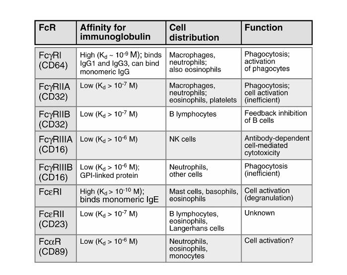 ( Fc γ Receptors)* Leukocytes Leukocytes ADCC in NK cells *Do not memorize this list but do learn functions