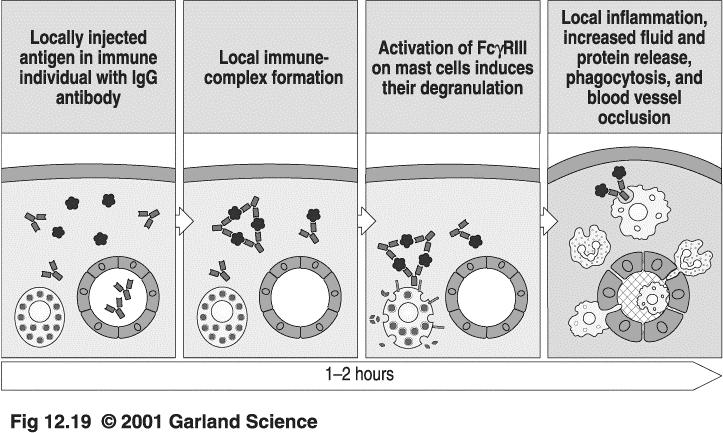 of IgG-initiated events in health and disease *Activating: Fc γ RI, Fc γ RIIA, Fc γ RIII Inhibitory: Fc γ RIIB Autoimmune Cytopenias Idiopathic thrombocytopenic purpura (ITP) Acquired immune