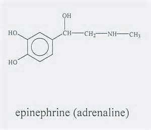 Epinephrine is synthesized from tyrosine in the adrenal medulla and released, along with small quantities of norepinephrine, into the bloodstream.