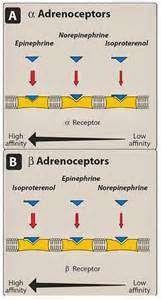 The α-adrenoceptors show a weak response to the synthetic agonist isoproterenol, but they are responsive to the naturally occurring catecholamines epinephrine and norepinephrine.
