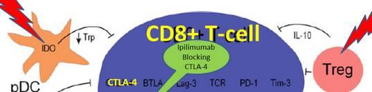 An alternative to tumour vaccine therapy is manipulating costimulatory/inhibitory molecules,