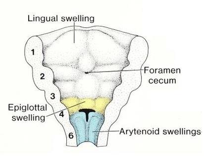 Development of the larynx: The internal lining of the larynx originates from endoderm, but the cartilages and muscles originate from mesenchyme of the fourth and sixth pharyngeal arches.