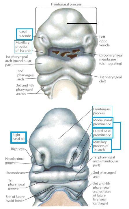 During the fifth week, the nasal placodes invaginate to form small depressions called nasal pits (the future nostril).