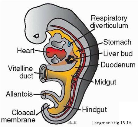 Respiratory tract development: Remember: the primitive gut and its derivatives develop into four sections: - The pharyngeal gut, or pharynx, extends from the buccopharyngeal membrane to the