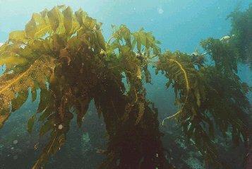Nutritional Analysis of Wakame Wakame seaweed (Undaria pinnatifida) is an edible sea vegetable, thought to be one of the first types of marine vegetation appearing
