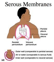 Review of Membranes -Serous Membranes are composed of simple squamous epithelium resting