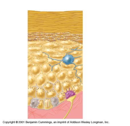 l #1: Langerhans cells Formed in bone marrow.