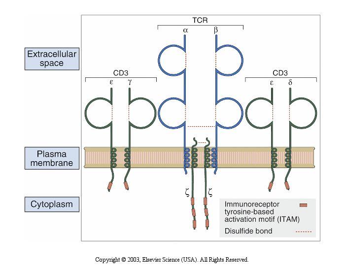 Cytosolic components transduce Expression of ITAMs