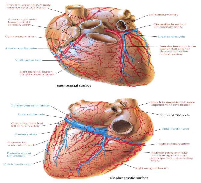 The coronary arteries Acute Coronary Syndrome Acute Coronary Syndrome (ACS) or Myocardial Infarction results from lack of blood and oxygen to the heart muscle.