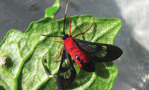 EENY557 Scarlet-Bodied Wasp Moth, Cosmosoma myrodora (Dyar) (Insecta: Lepidoptera: Arctiidae) 1 Diego Moscoso, Rodrigo Diaz, and William A.