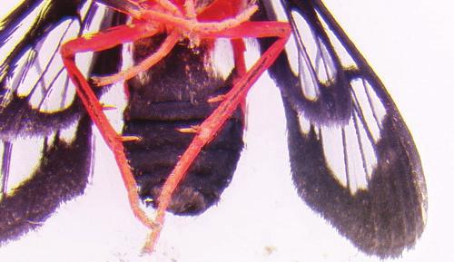 Figure 3. Ventral view of the male scarlet-bodied wasp moth, Cosmosoma myrodora (Dyar).
