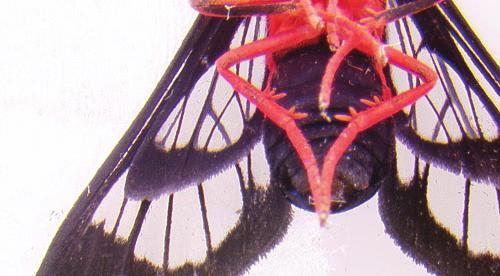 Scarlet-bodied wasp moth, Cosmosoma myrodora (Dyar), cocoon made of larva s setae. Figure 7.
