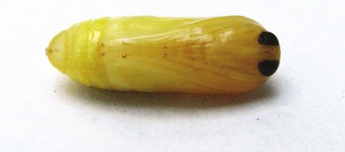 The cocoon might protect the pupa from natural enemies such as parasitoids or predators, and/or from desiccation.