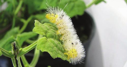 Development times for larva and pupa are 7 days and 11 days, respectively (Castillo 2012).