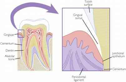 Principals of tooth