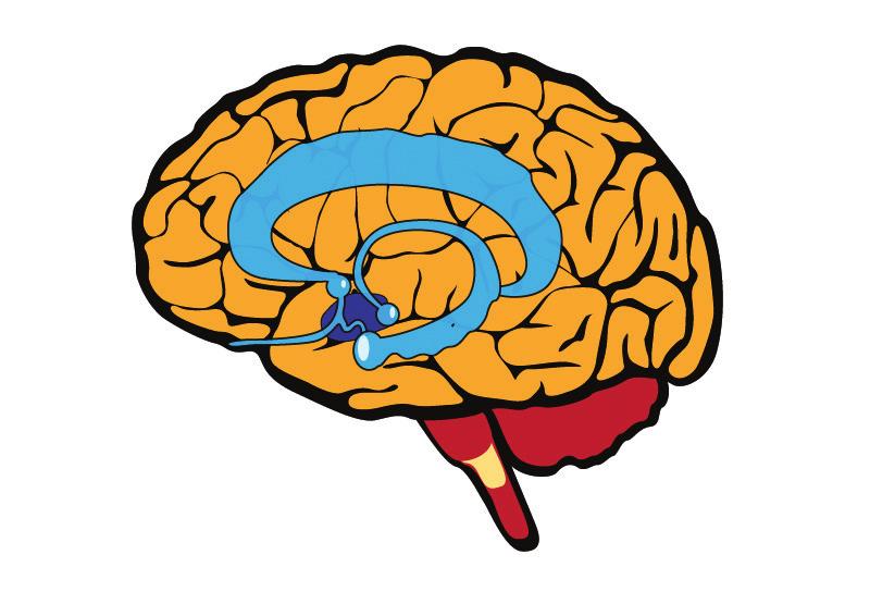 [INTRODUCTION] Emotions, Behavior, and the Brain Neuroscientists are making fascinating discoveries about how specific parts of the brain are related to emotions and behavior.
