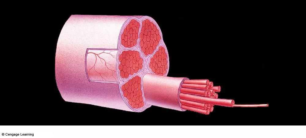 outer sheath of one skeletal muscle one bundle of many muscle fibers in