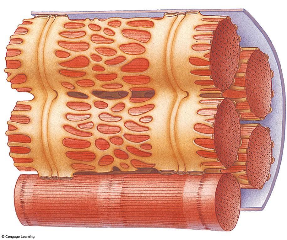 c Action potentials propagate along a muscle fiber s plasma membrane down to T tubules, then to the sarcoplasmic reticulum, which releases calcium ions.