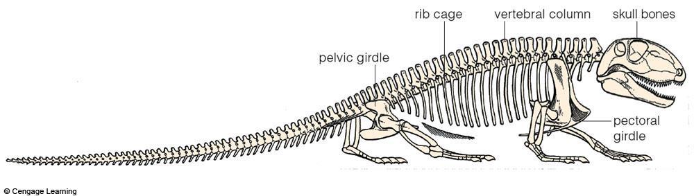Vertebrate Endoskeletons Skull bones, vertebral column,