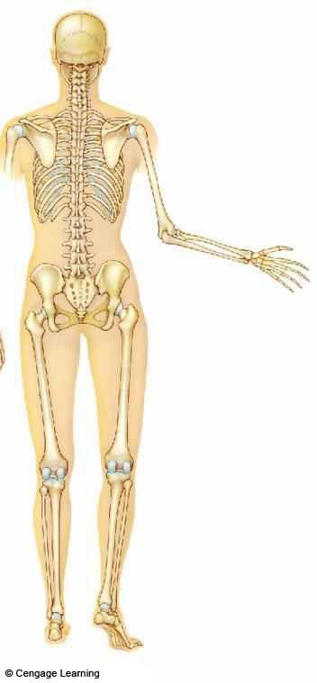 d Pectoral girdle and upper limb bones Bones with extensive muscle attachments, arranged for great freedom of movement: PELVIC GIRDLE (six fused bones) Supports weight of backbone; helps protect soft