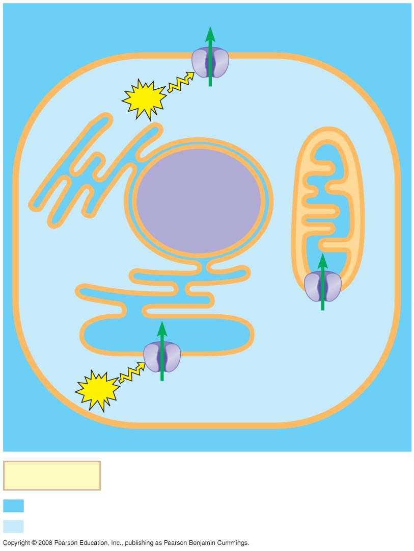 EXTRACELLULAR FLUID CYTOSOL ATP ATP Mitochondrion Nucleus Ca 2+ pump Ca 2+ pump Plasma membrane Ca 2+ pump Endoplasmic reticulum (ER) Calcium ions (Ca 2+ ) act as a second messenger in many