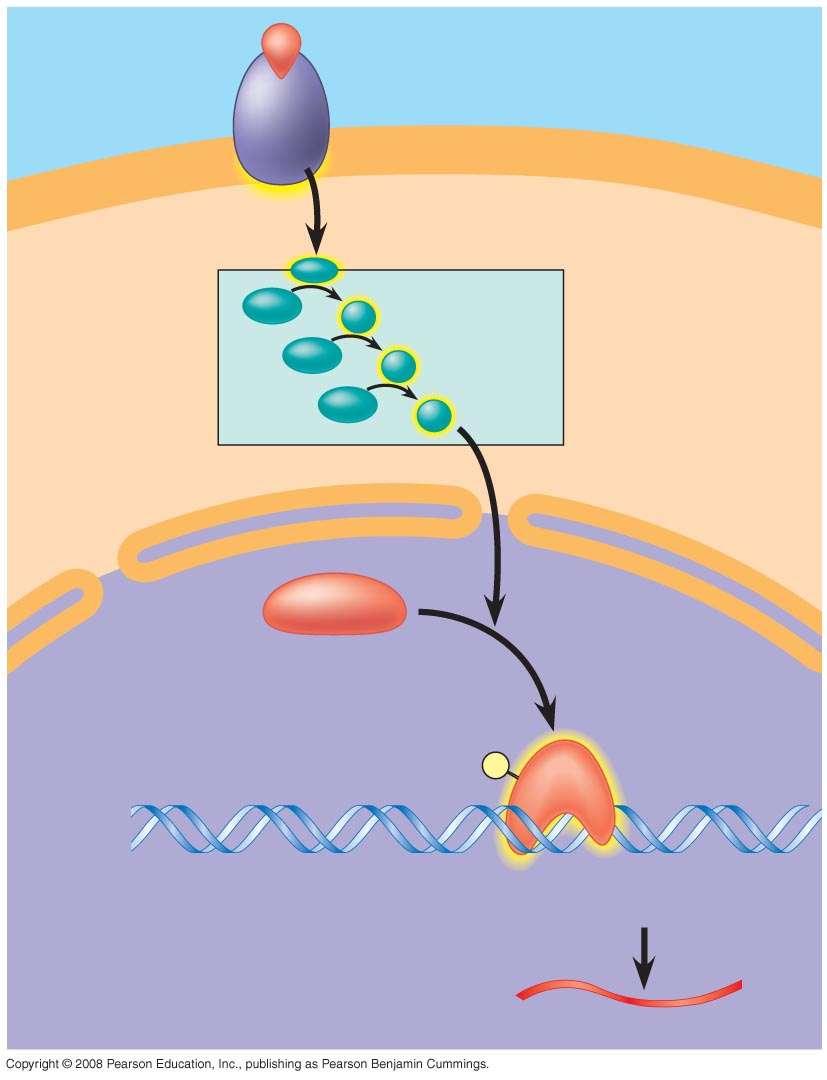 Growth factor Receptor Reception CYTOPLASM Inactive transcription factor Phosphorylatio n cascade Active transcription factor P