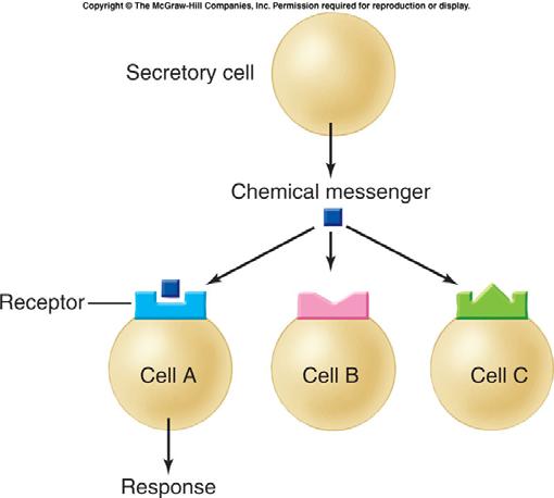 Only Cell A has the matching receptors for this chemical messenger, so it is the only one that
