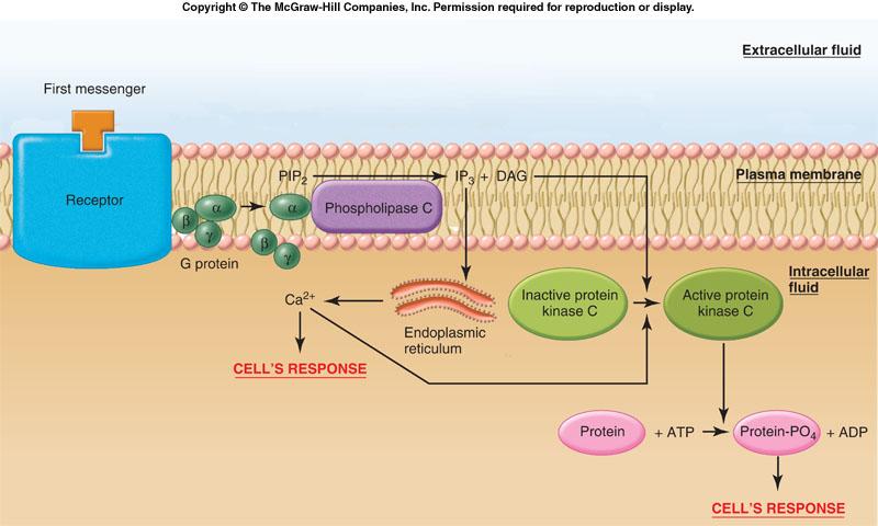 Figure 5-10 This receptor-g-protein complex is linked to and activates phospholipase C, leading to an
