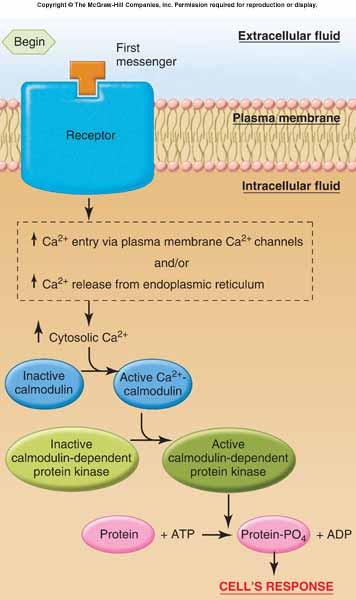 Figure 5-11 The calcium-calmodulin system is similar to some of the camp pathways, because it results