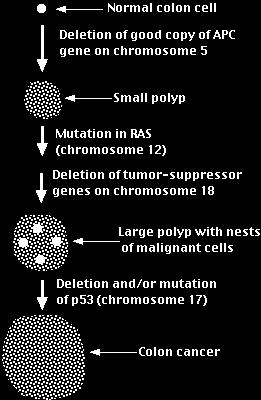 Ras Oncogene Tumor suppressor gene DCC