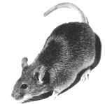 p53/p53 knockout mice Develop normally,
