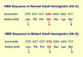 2. Missense mutation Wrong amino acid encoded May lead to a neutral or non-conservative amino