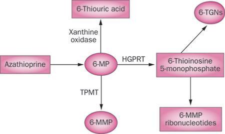Overview of Thiopurine Metabolism IMPDH TPMT Adapted from