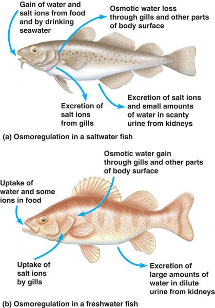 Osmoregulators are not isotonic so they must control their internal osmolarity (total solute concentration) they must get rid of excess water if they live in hypotonic conditions they must