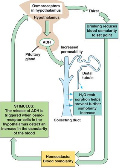 How does ADH (vasopressin) help regulate water? How is the kidney regulated?