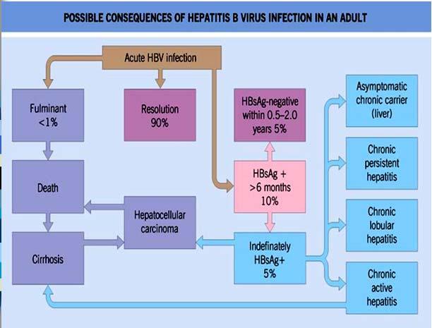 HBV Diagnosis HBsAg (surface antigen) a glycoprotein coat of HBV circulating independent of the virus Indicate active HBV infection Anti-HBcAg (core antibody) Determines recency Indicates past